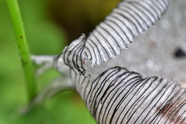 Coprinus lagopus ink cap macro 2.jpg