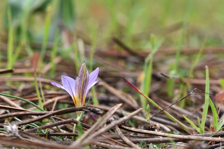 Romulea ramiflora flower 6.jpg