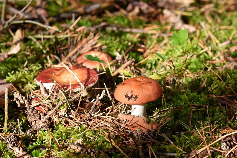 Red russula mushrooms pl 3.jpg