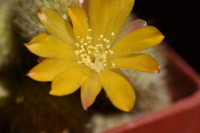 Rebutia Fabrisii var. Aureiflora 2022 2.jpg