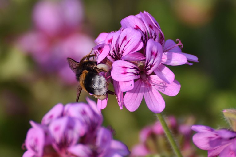 Bumblebee pelargonium 6.jpg