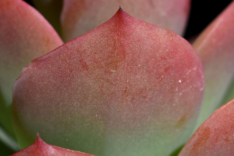 Echeveria Mandala flower 6.jpg