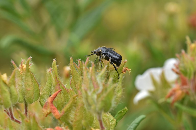 Tropinota Squalida cistus 4.jpg