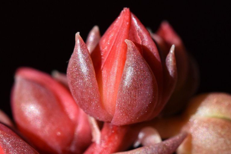 echeveria black prince flowers macro 6.jpg