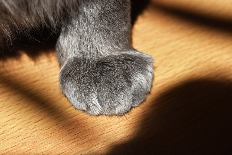 Suzi paw.jpg