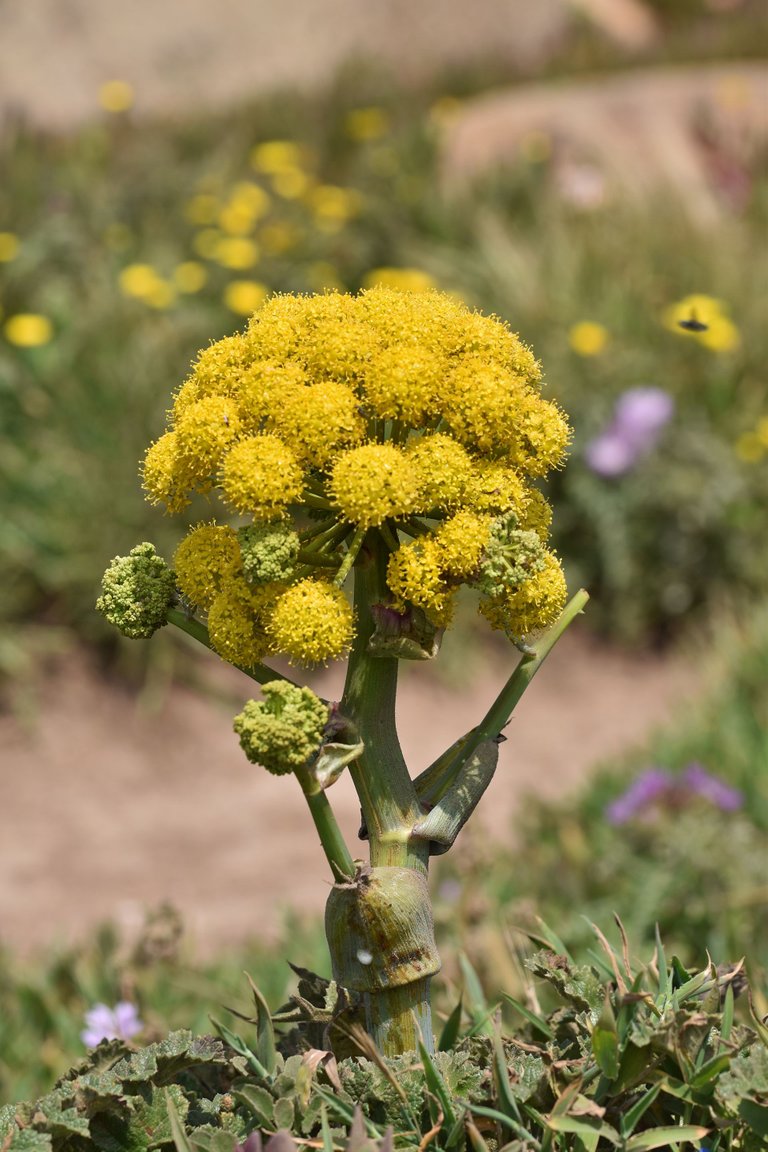 Giant fennel Ferula communis cabo da roca 4.jpg