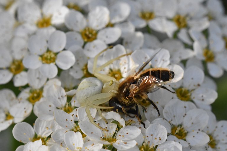 crab spider bee pl 3.jpg