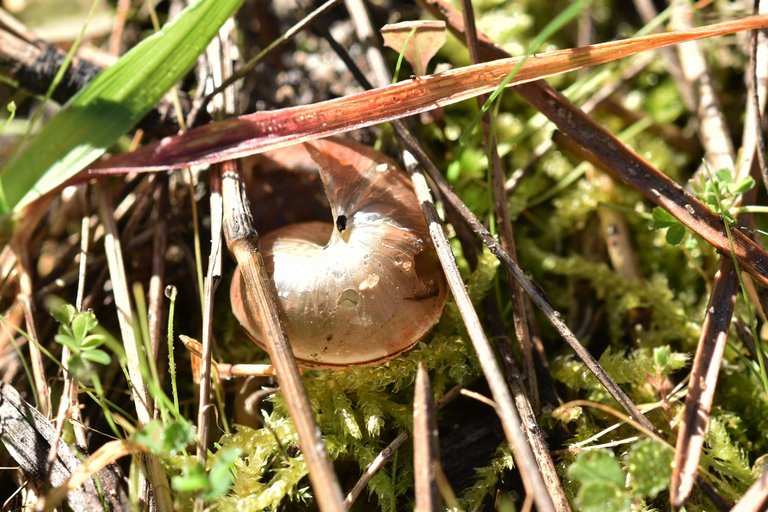 Snail shell moss.jpg