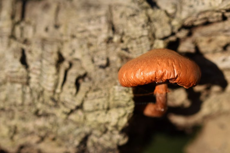 Orange mushroom cork tree 6.jpg
