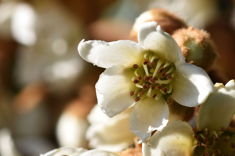 loquat hairy buds 6.jpg