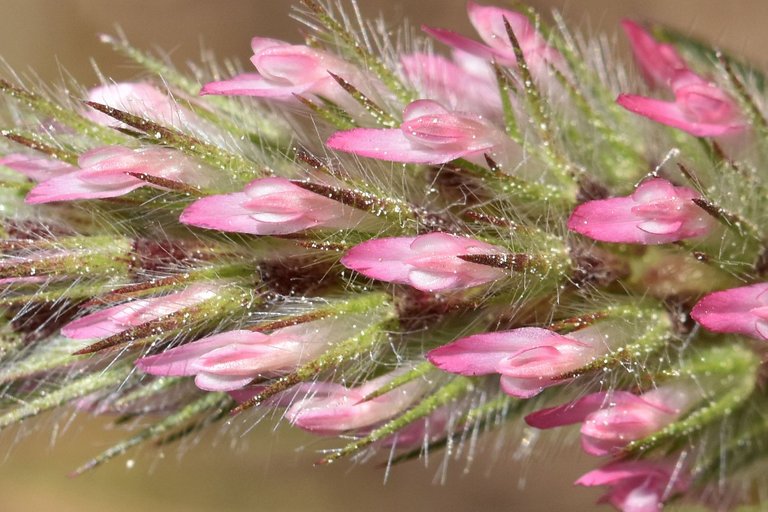 Trifolium angustifolium clover 7.jpg