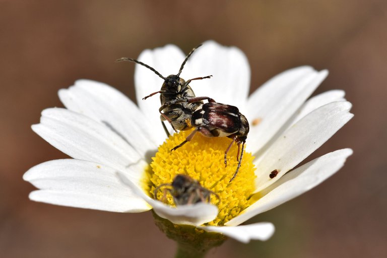 Small beetles daisy 6.jpg