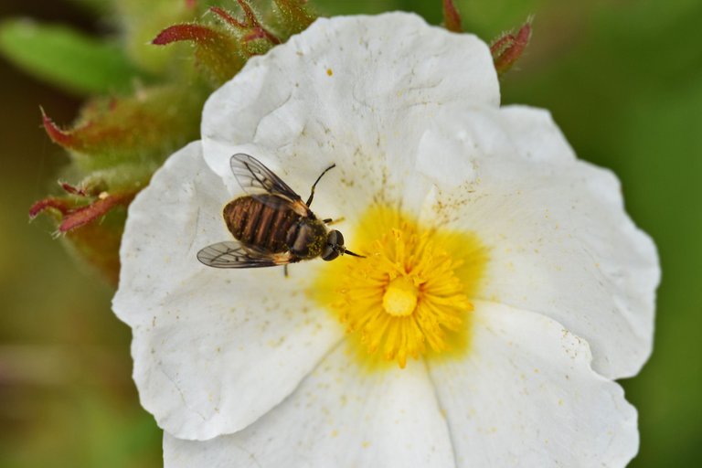 round brown fly cistus 2.jpg