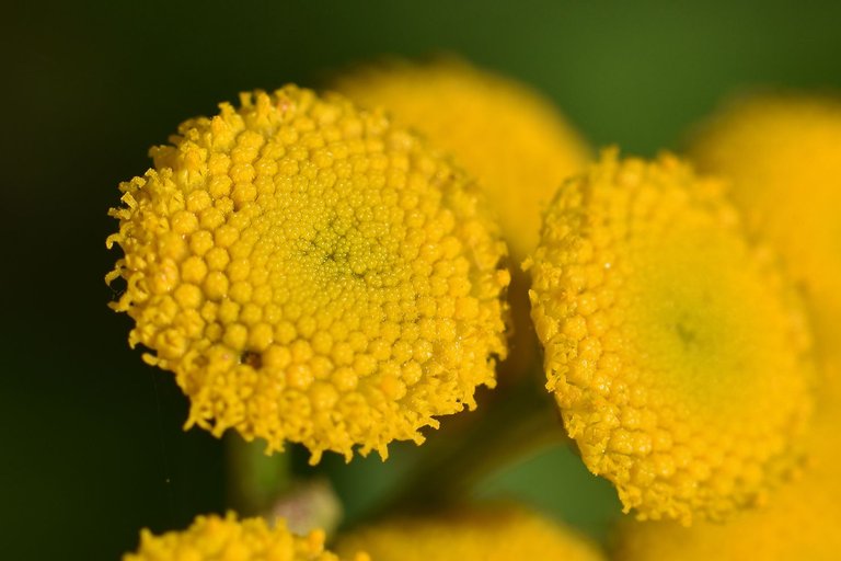 Tanacetum vulgare yellow wilflower pl 9.jpg