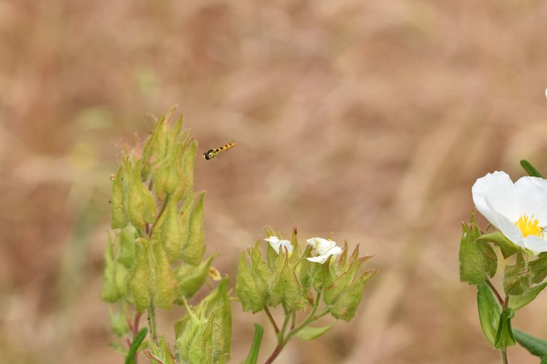 hoverfly cistus buds.jpg