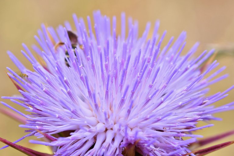 bee purple thistle macro 3.jpg