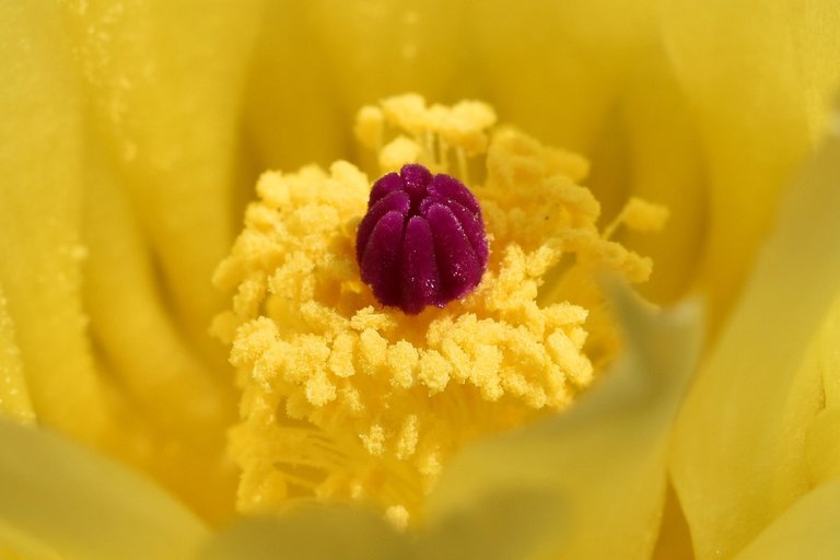 Notocactus mueller-melchersii flower 2021 2.jpg