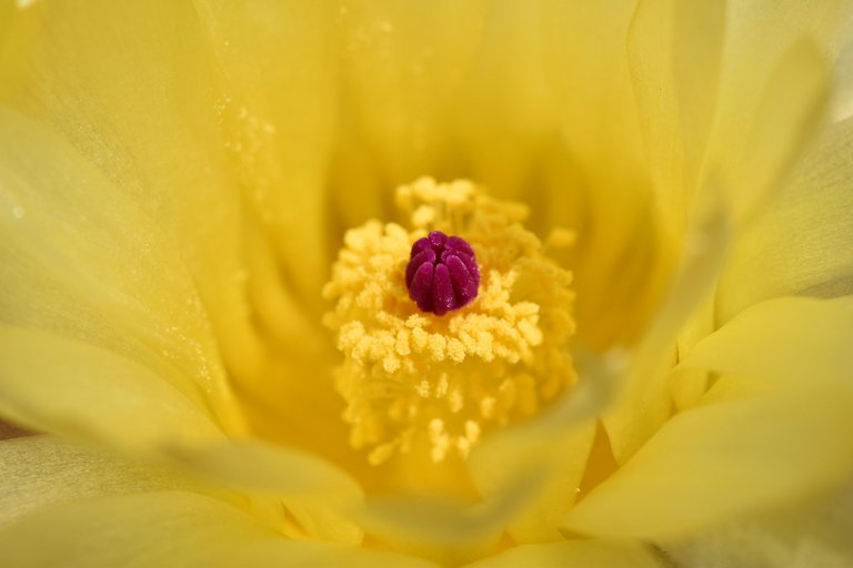 Notocactus mueller-melchersii flower 2021 1.jpg