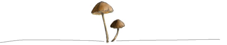 mushrooms footer.jpg