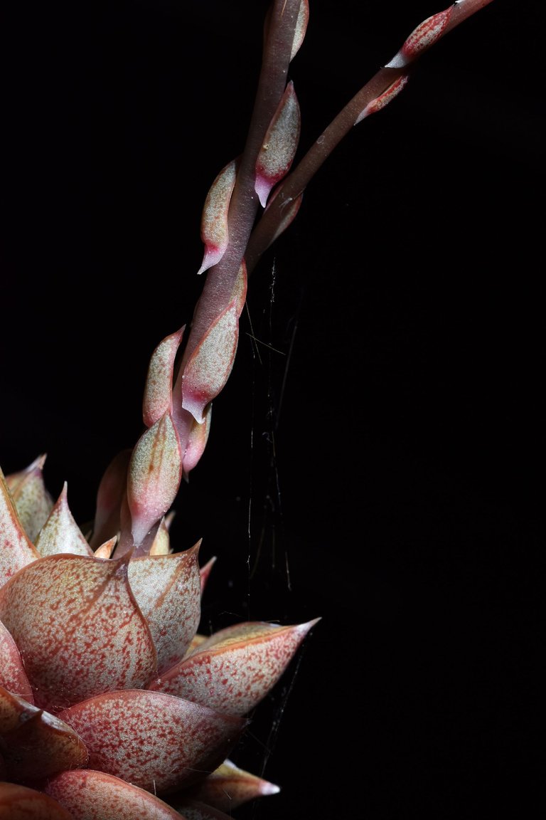 echeveria purpusorum flowers 2.jpg