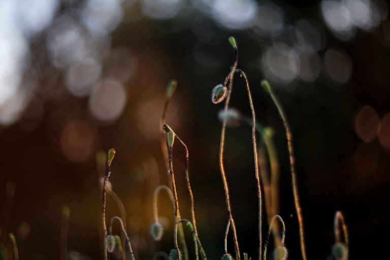 poppies helios bokeh pl 6.jpg