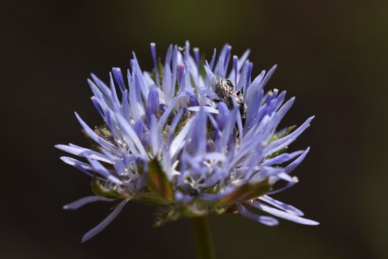 Jasione montana blue wildlower 5.jpg