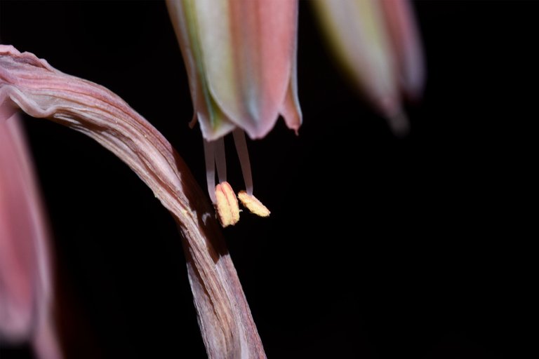 Aloe Aristata flowers 2021 3.jpg