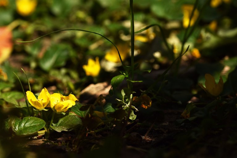 Lysimachia nummularia yellow flowers 5.jpg