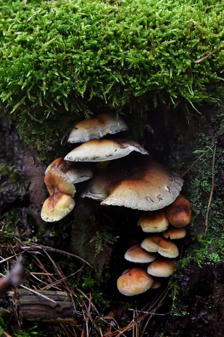 mushrooms stump pl 10.jpg