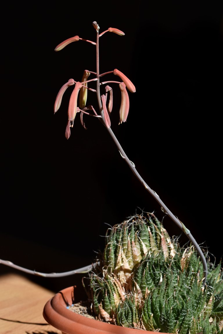Aloe Aristata flowers 2021 7.jpg