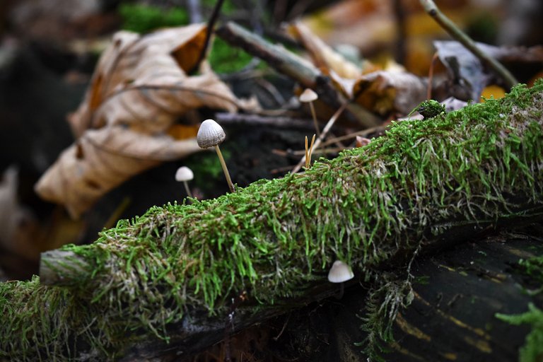 mushrooms moss log 4.jpg