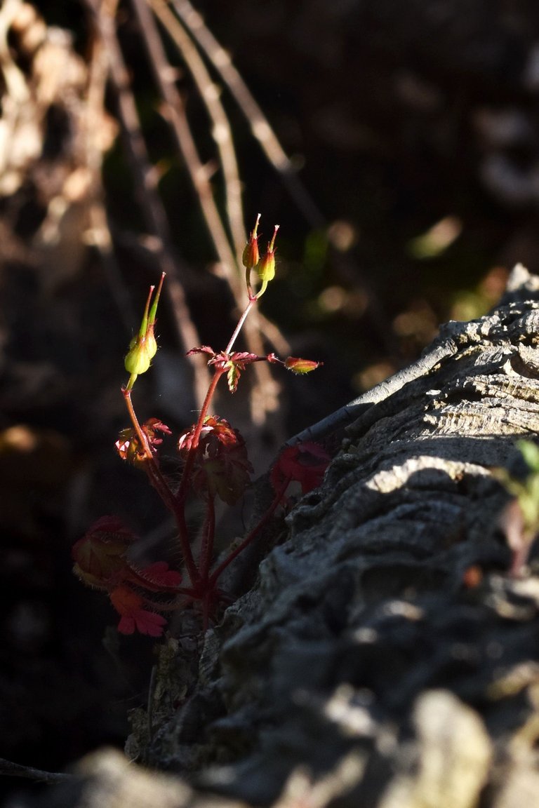 geranium cork bark 2.jpg