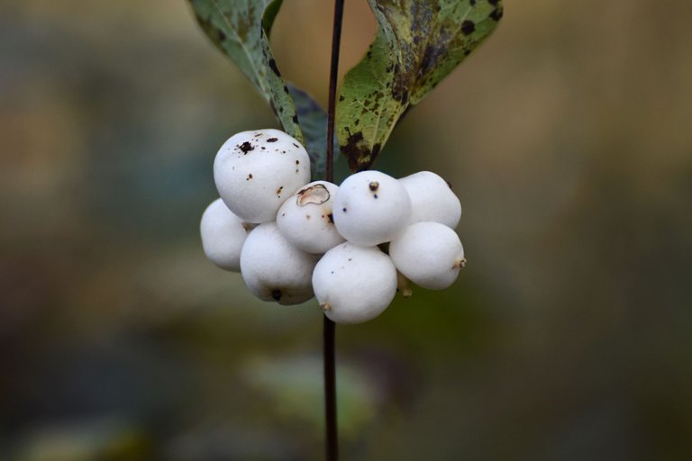 Snowball berries 4.jpg