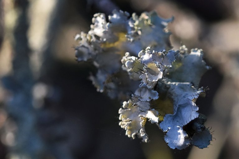 lichen cork 7.jpg