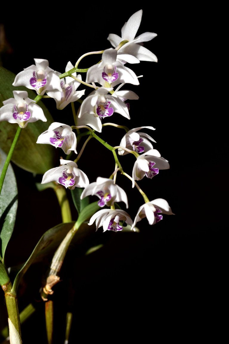 Dendrobium kingianum var. Silcockii 2023 april 3.jpg