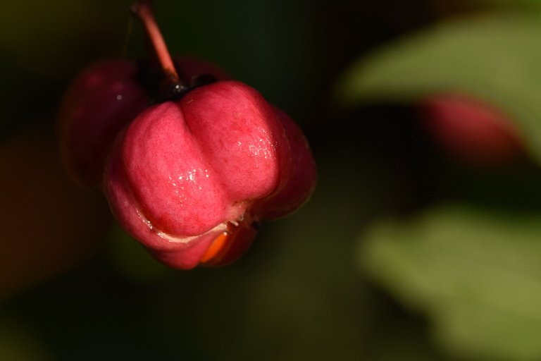 Euonymus europaeus trzemielina fruits pl 8.jpg