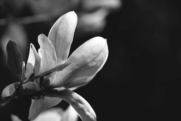 Magnolia flower bw 3.jpg