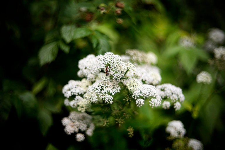 bee crab spider garden 10.jpg