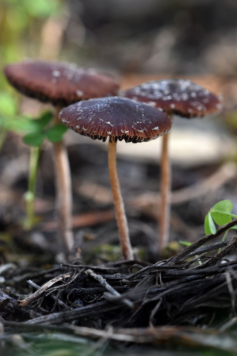 small brown mushroom sugarcoated 4.jpg