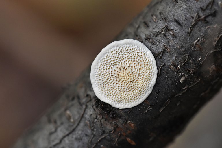 white mushroom stick 7.jpg