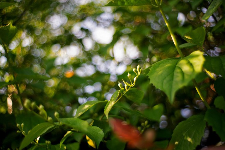 garden pl takumar bokeh 1.jpg