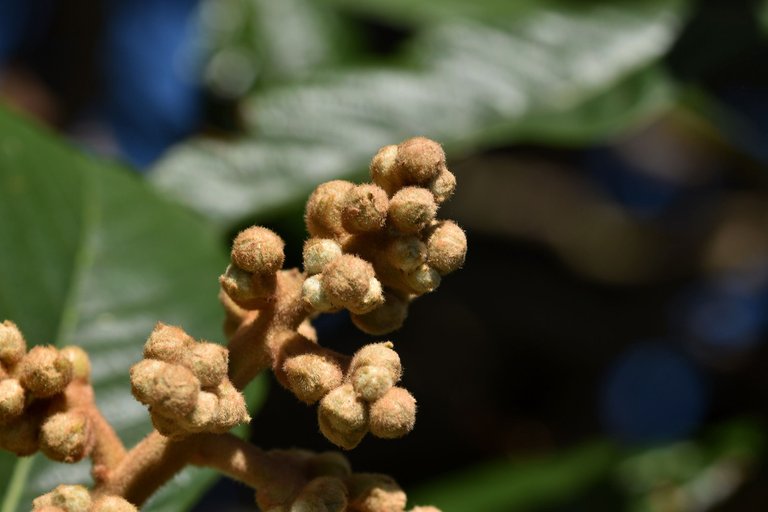 loquat hairy buds 8.jpg