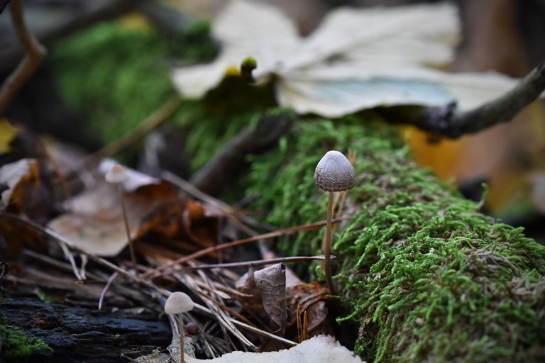 mushrooms moss log 3.jpg