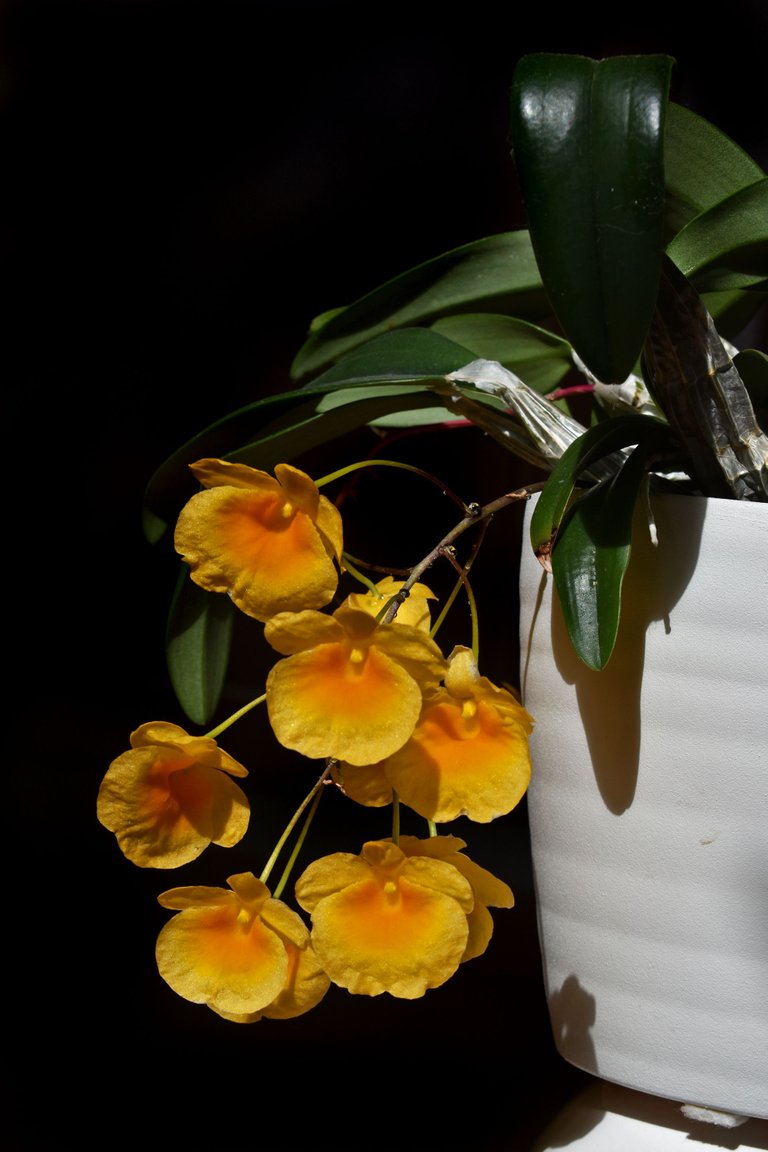 Dendrobium jenkinsii x aggregatum flower 2022 2.jpg