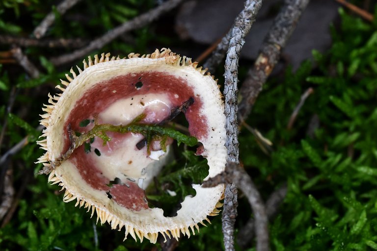 Russula purple mushrom pl 1.jpg