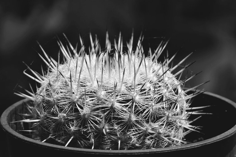 Mammillaria dark tips bw 1.jpg