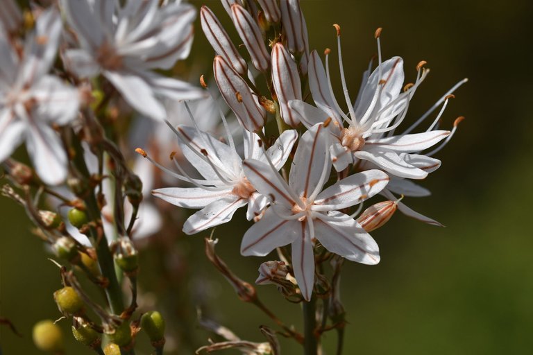 Asphodelus ramosus flowers 11.jpg