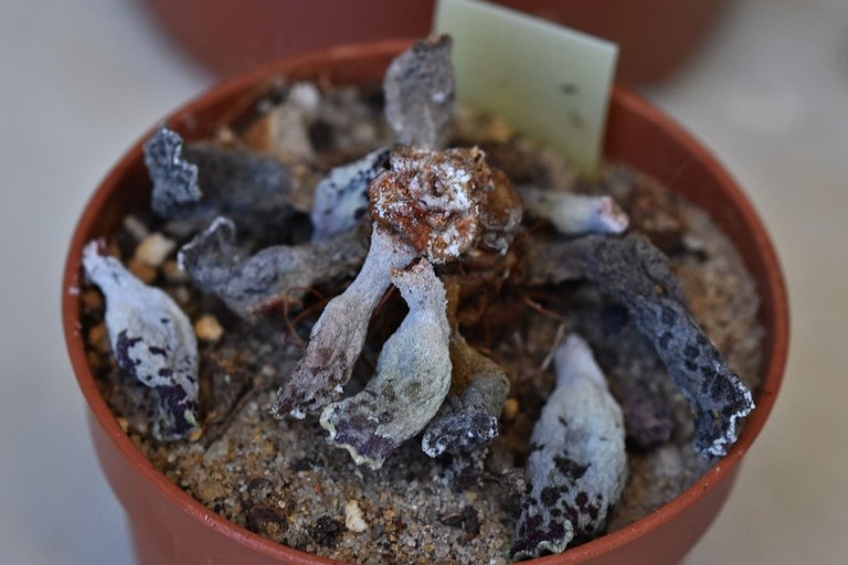 dead Adromischus festivus.jpg