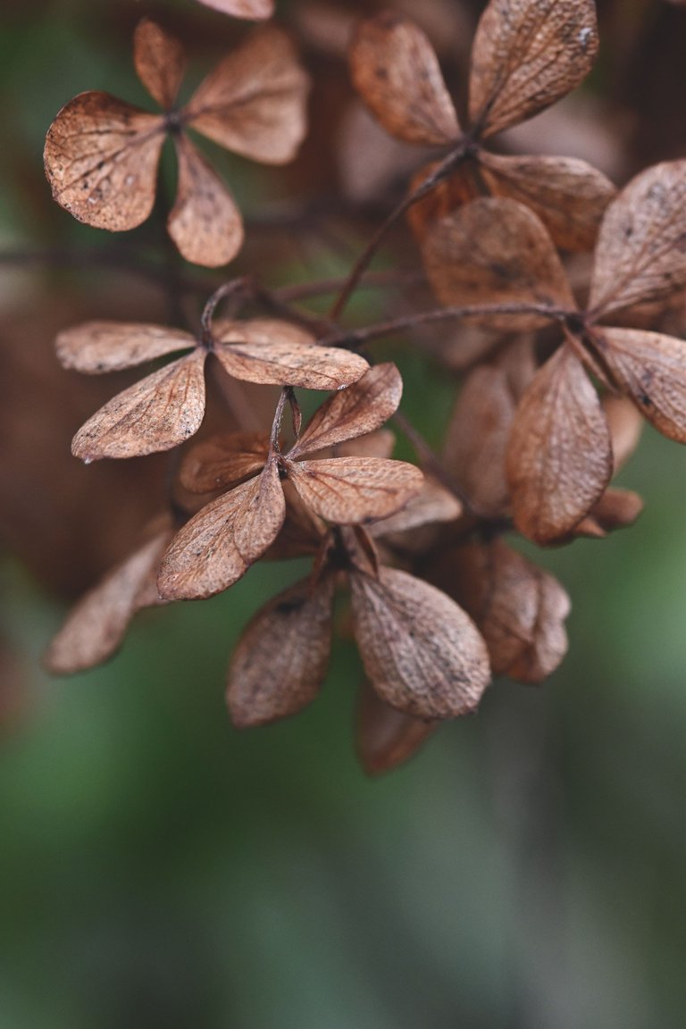 Hydrangea autumn pl 1.jpg