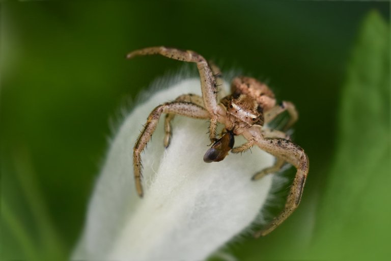 Xysticus cristatus crab spider garden pl 1.jpg